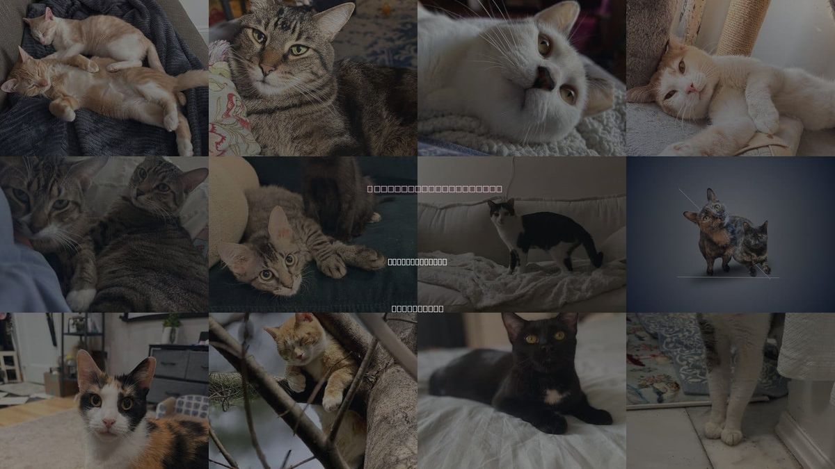 Cats for Adoption in West New York, New Jersey