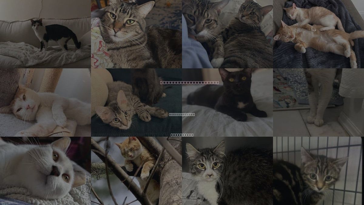 Cats for Adoption in West New York, New Jersey