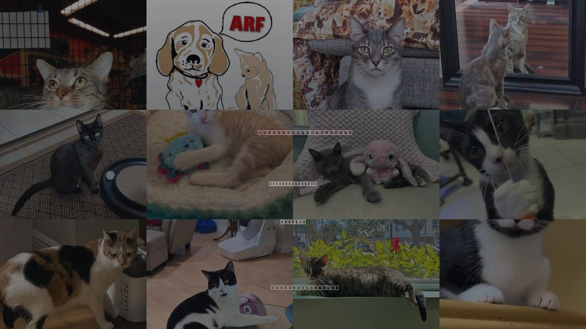 Cats for Adoption in West Palm Beach, Florida