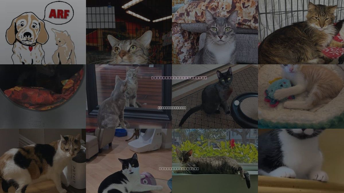 Cats for Adoption in West Palm Beach, Florida