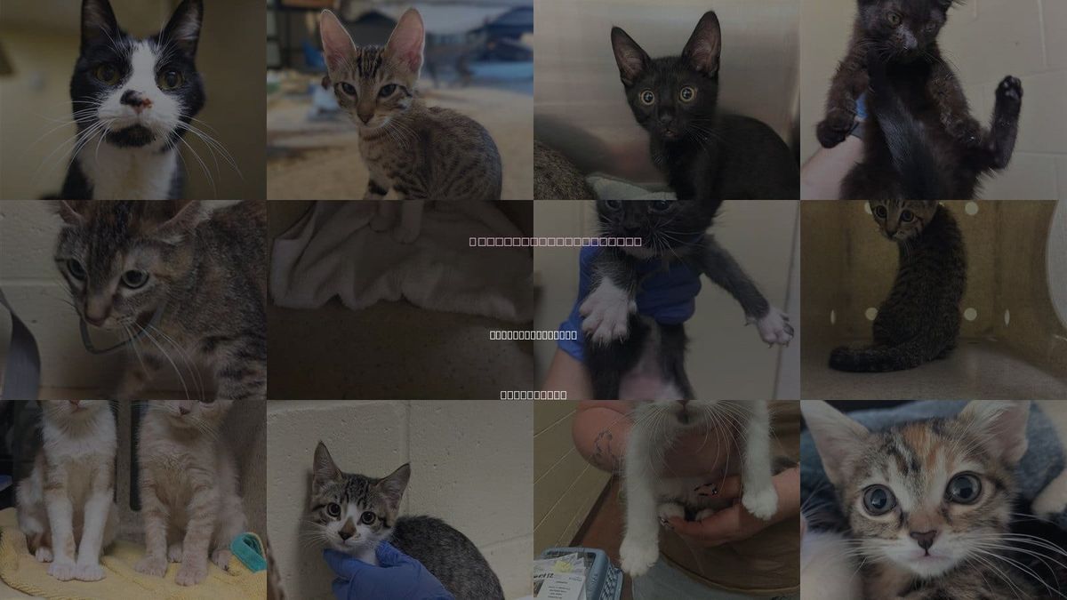 Cats for Adoption in West Sacramento, California