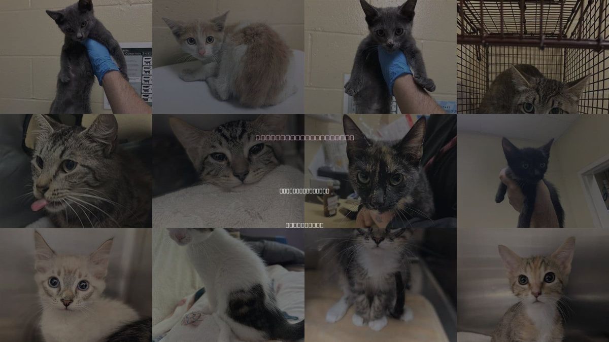 Cats for Adoption in West Sacramento, California