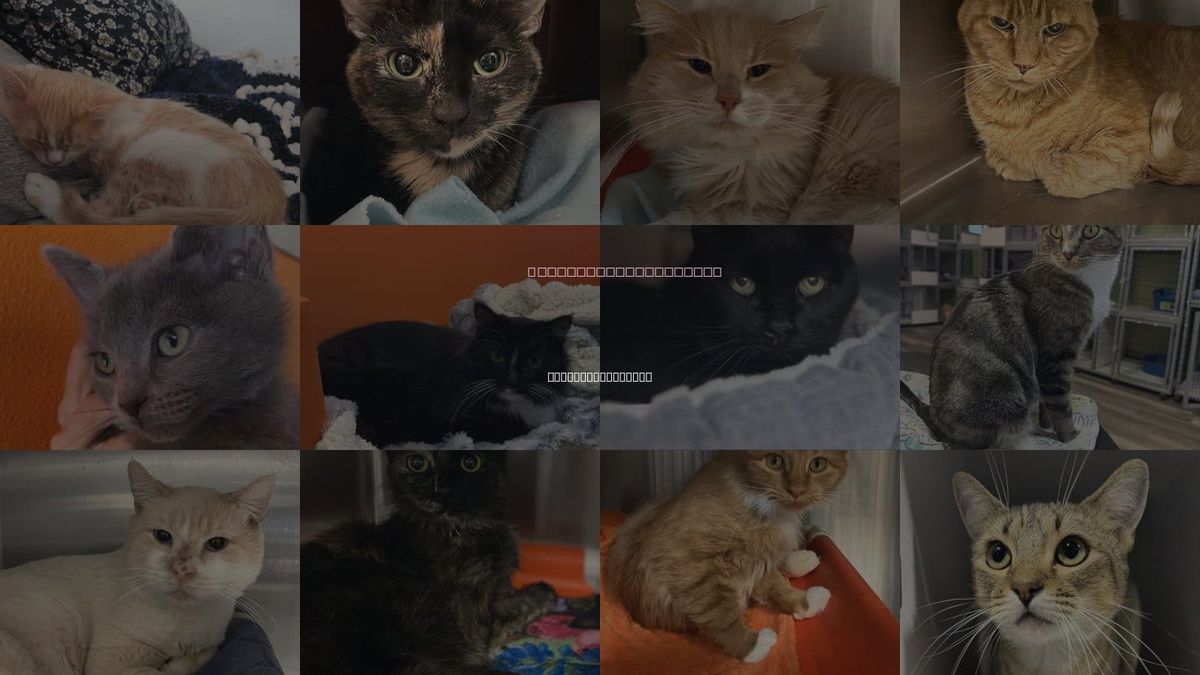 Cats for Adoption in West Valley City, Utah