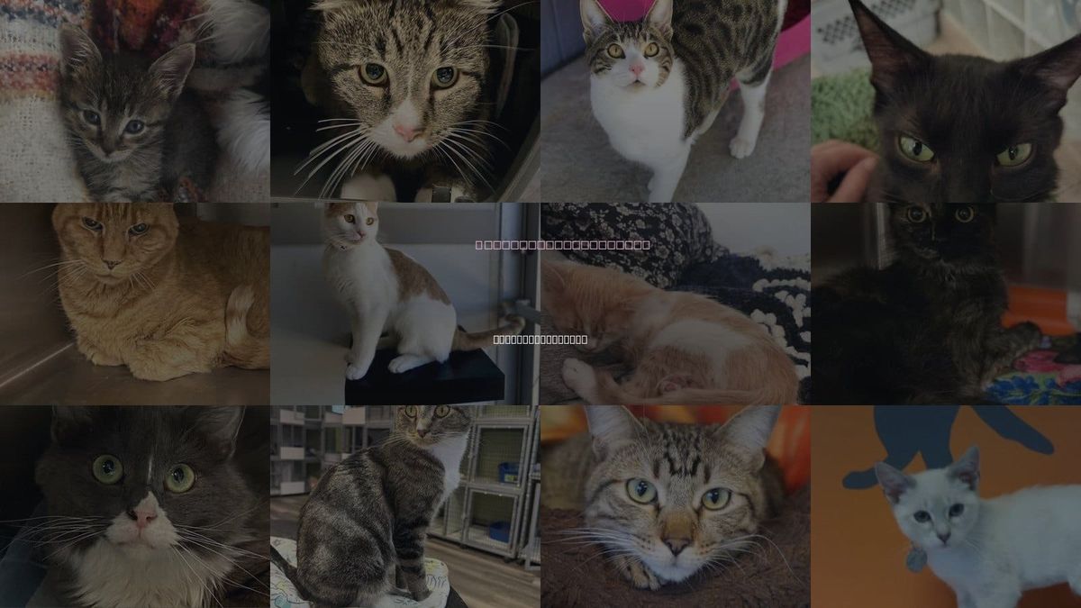 Cats for Adoption in West Valley City, Utah