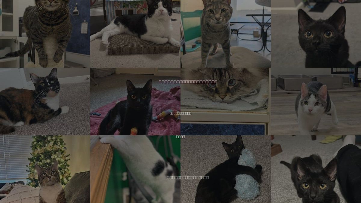 Cats for Adoption in Westerville, Ohio
