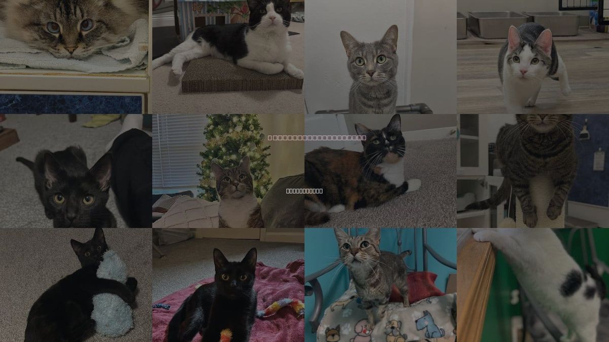 Cats for Adoption in Westerville, Ohio