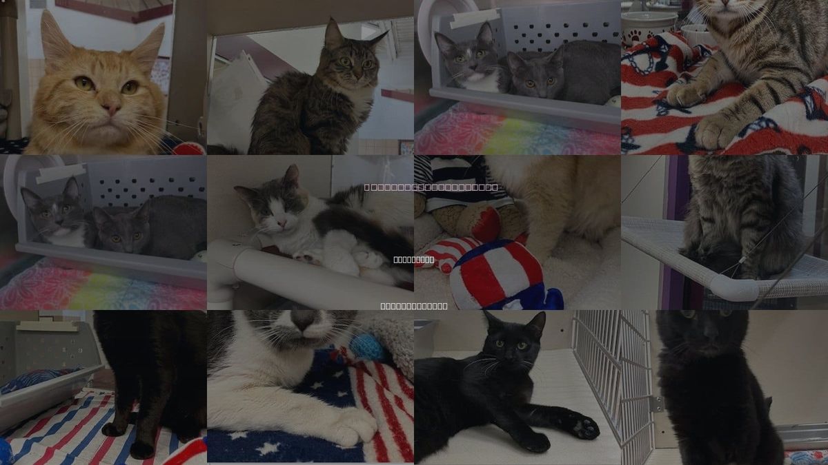 Cats for Adoption in Westfield, Massachusetts