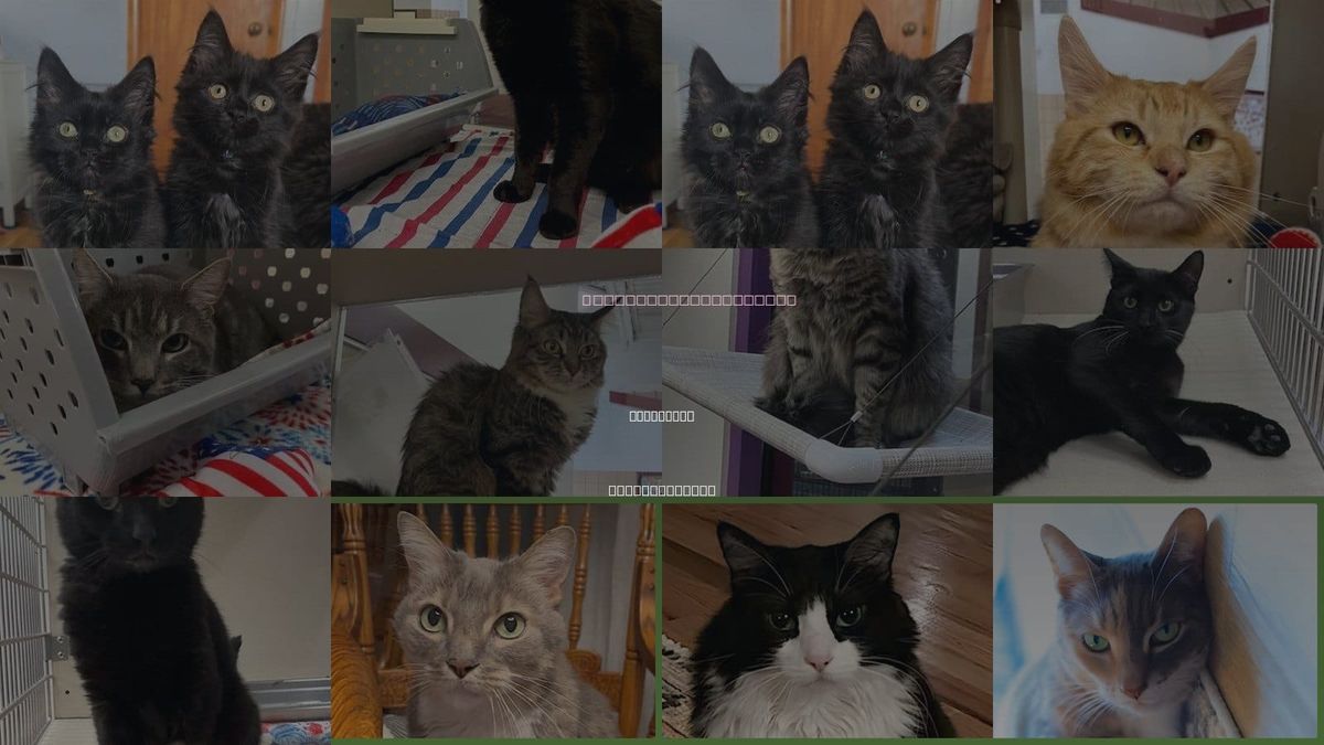 Cats for Adoption in Westfield, Massachusetts