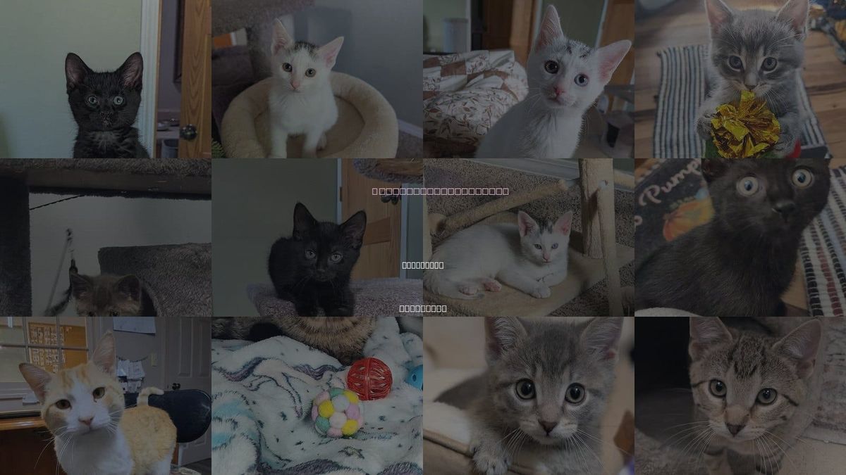 Cats for Adoption in Westfield, Wisconsin