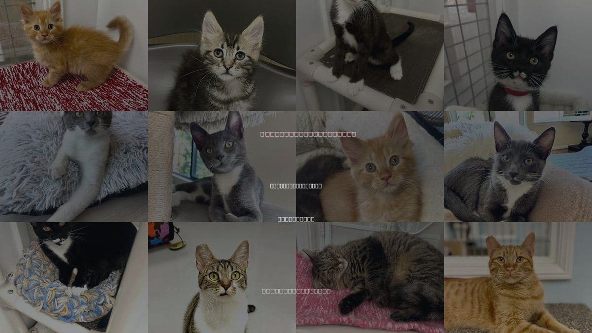 Cats for Adoption in Westlake Village, California