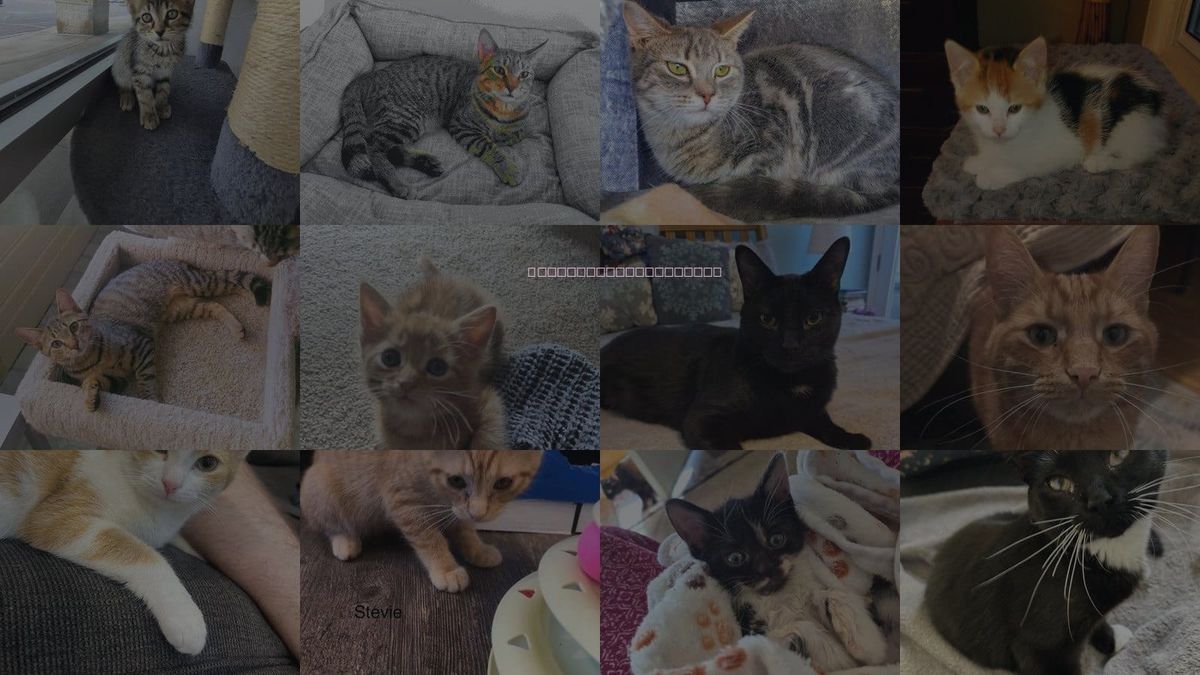 Cats for Adoption in Westland, Michigan