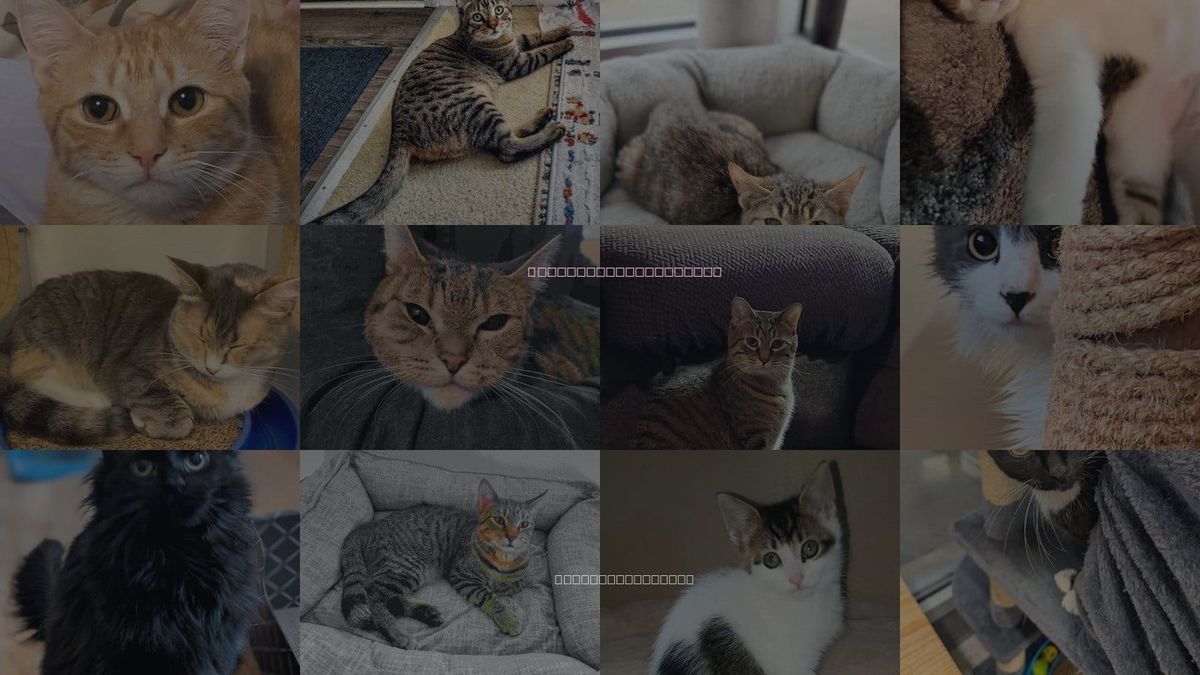 Cats for Adoption in Westland, Michigan