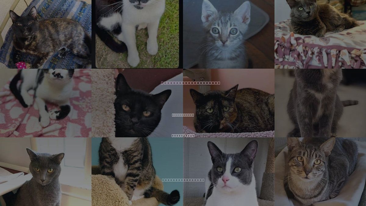 Cats for Adoption in Westminster, California