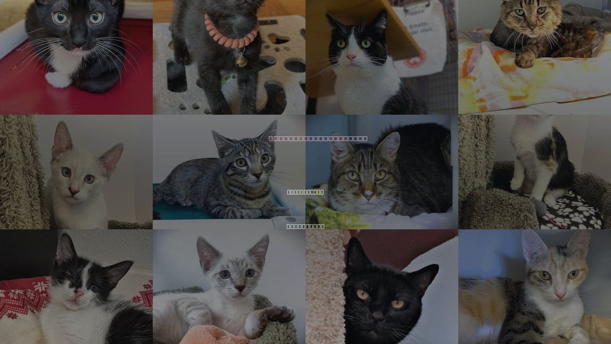 Cats for Adoption in Westminster, California