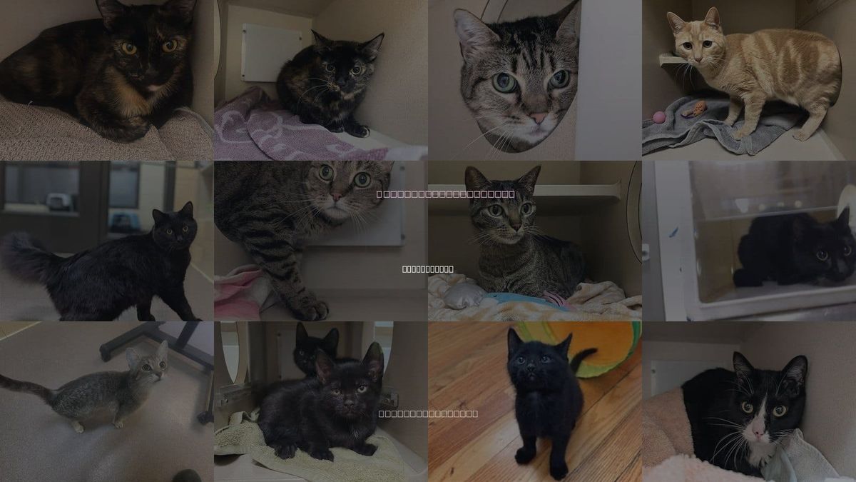 Cats for Adoption in Westminster, Colorado