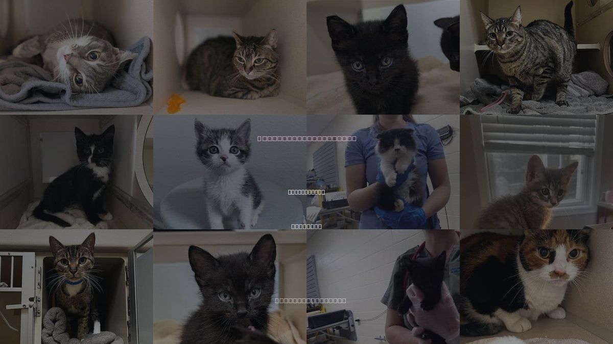 Cats for Adoption in Westminster, Colorado