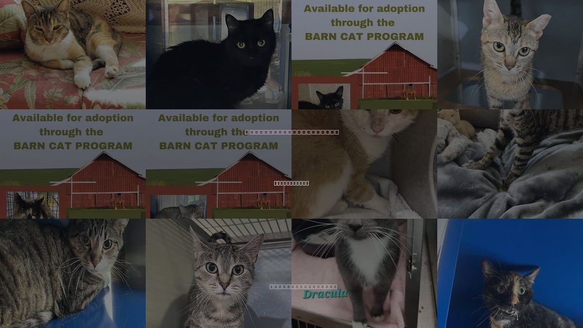Cats for Adoption in Westminster, Maryland