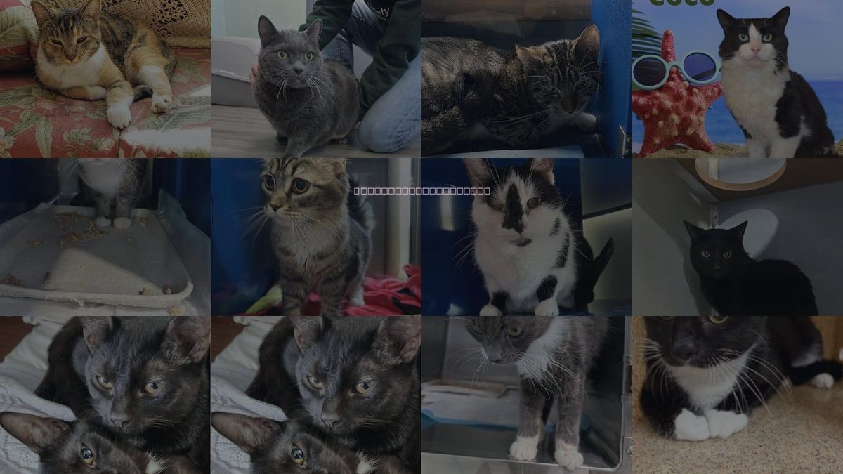 Cats for Adoption in Westminster, Maryland