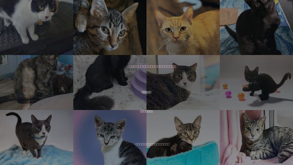 Cats for Adoption in Weston, Florida
