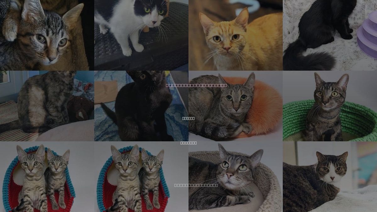 Cats for Adoption in Weston, Florida
