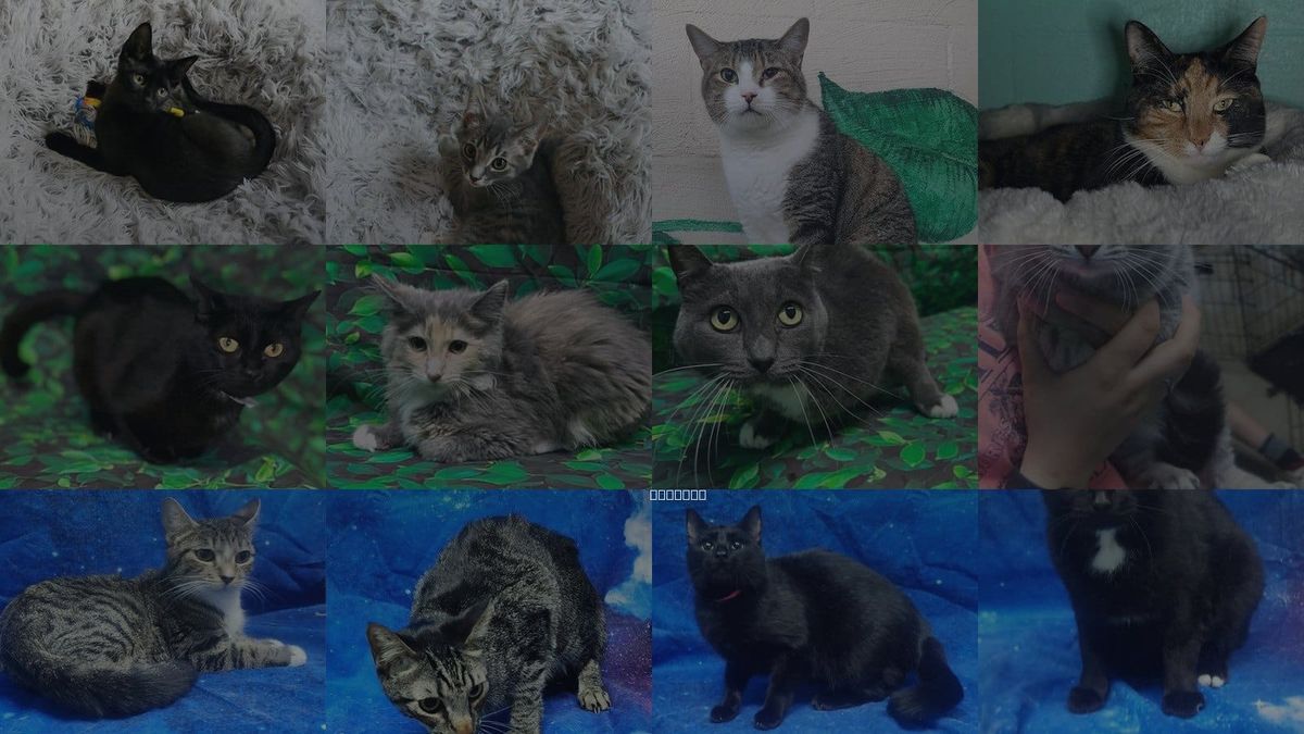 Cats for Adoption in Wetumpka, Alabama