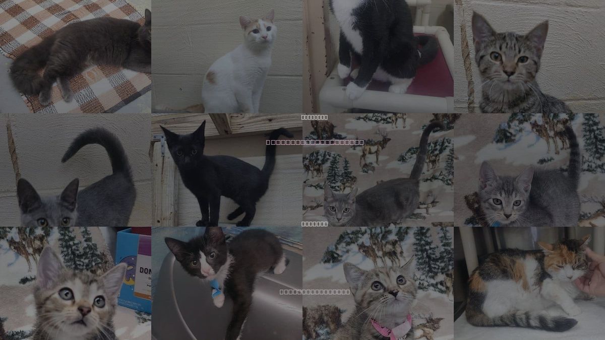 Cats for Adoption in Wetumpka, Alabama