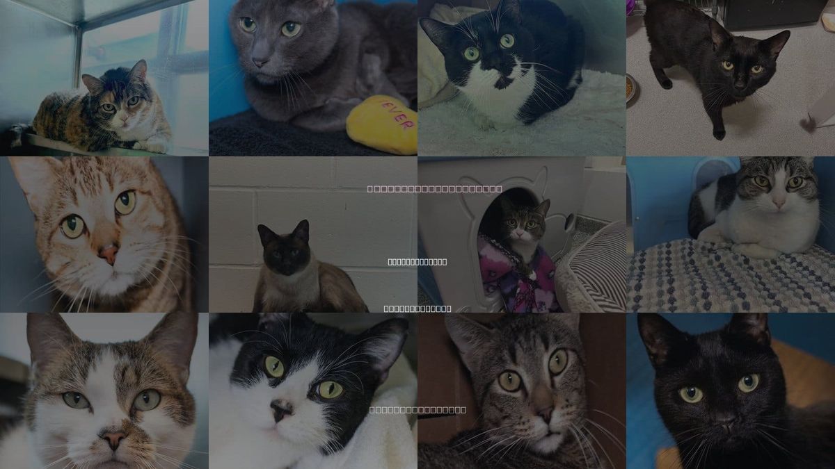 Cats for Adoption in Weymouth Town, Massachusetts