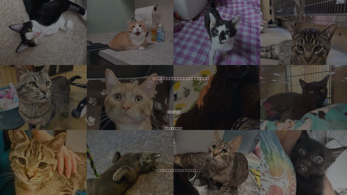 Cats for Adoption in Wheaton, Illinois