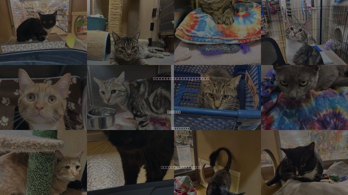 Cats for Adoption in Wheaton, Illinois