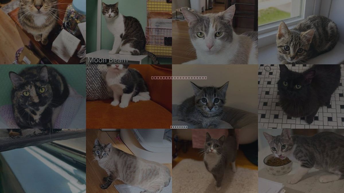 Cats for Adoption in Wheeling, Illinois