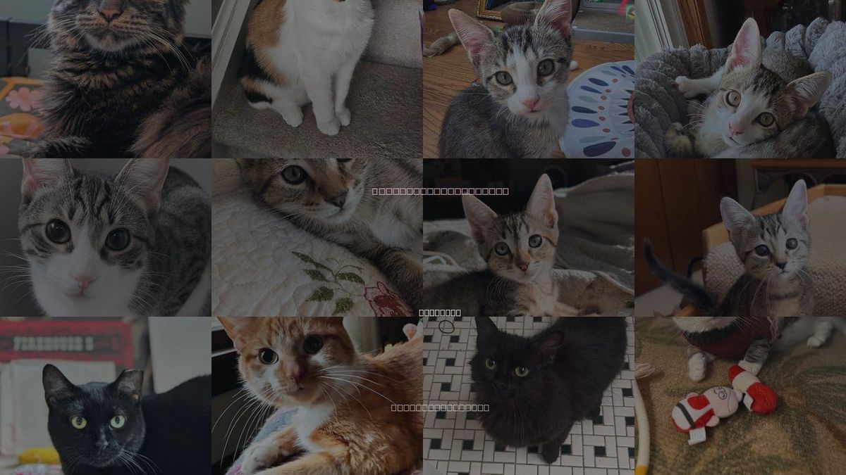 Cats for Adoption in Wheeling, Illinois