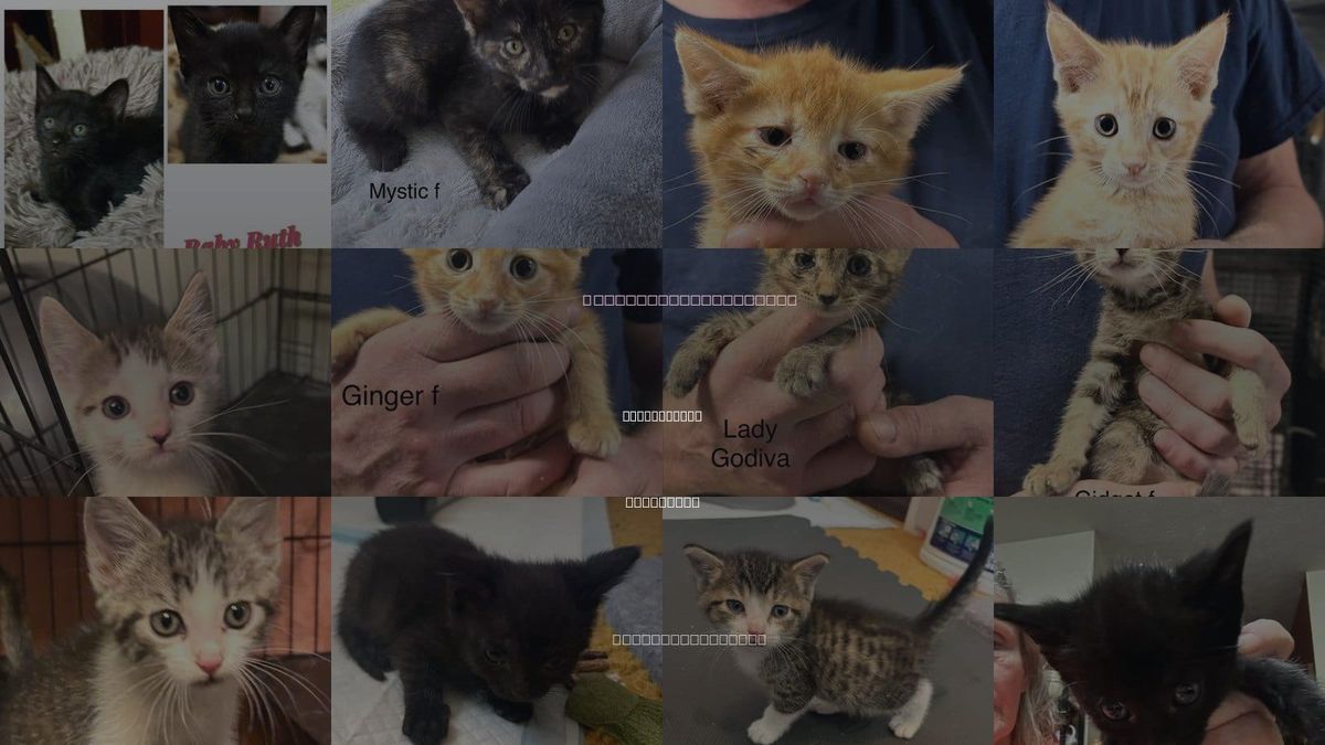 Cats for Adoption in White Bluff, Tennessee