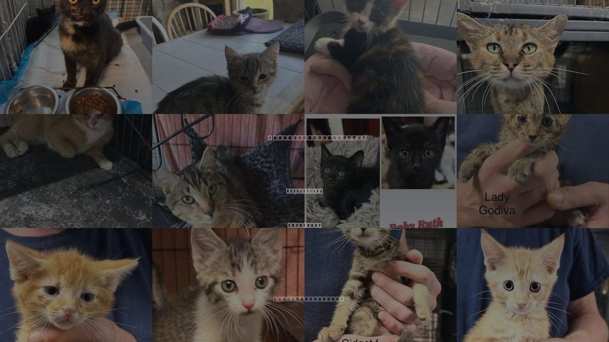 Cats for Adoption in White Bluff, Tennessee