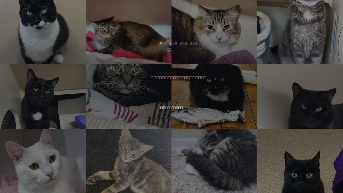 Cats for Adoption in White Plains, New York