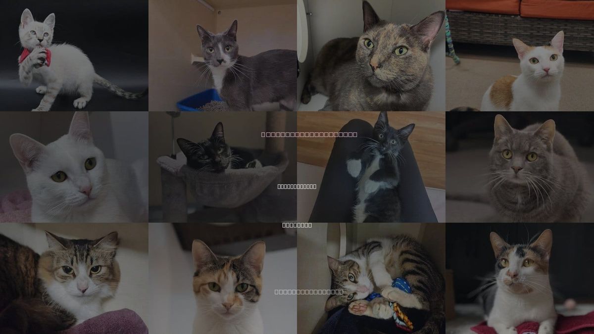 Cats for Adoption in White Plains, New York