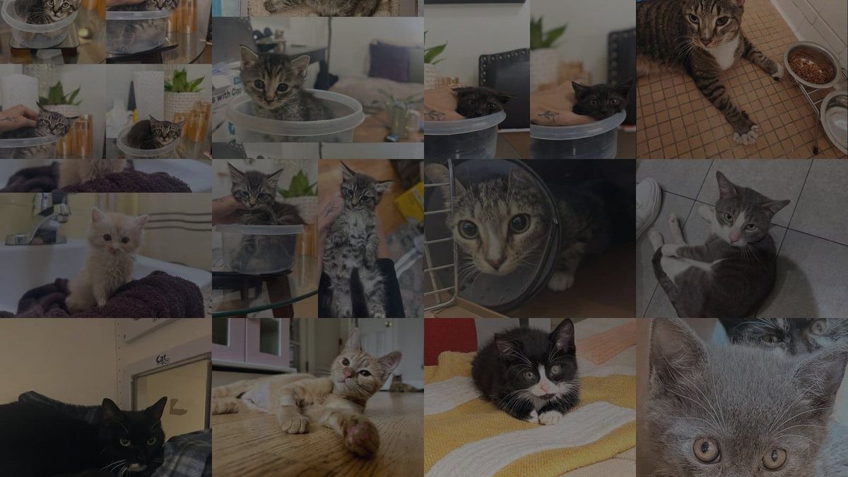 Cats for Adoption in Whitestone, New York