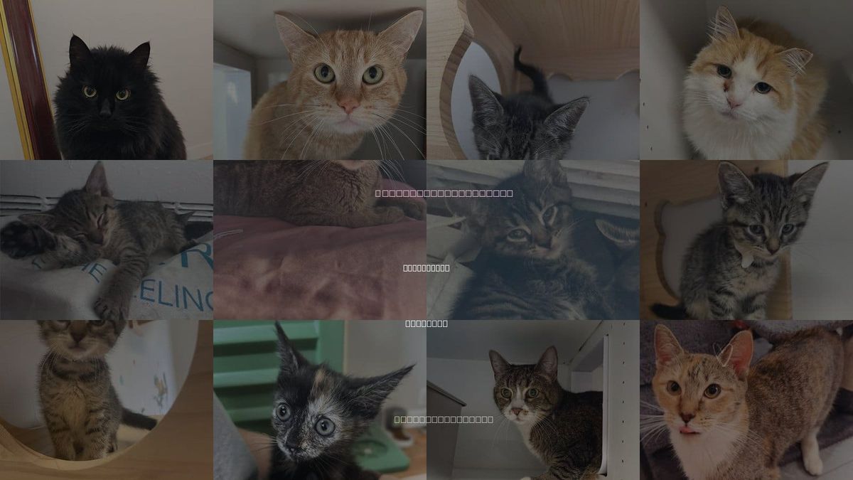 Cats for Adoption in Whitestone, New York