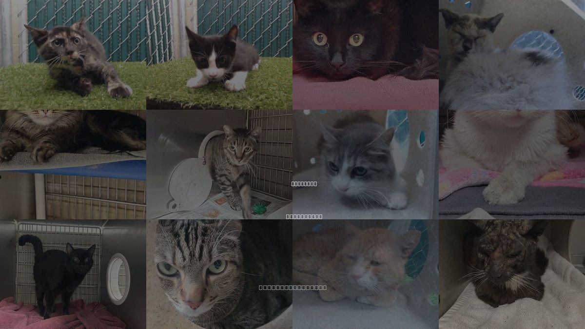 Cats for Adoption in Whittier, California
