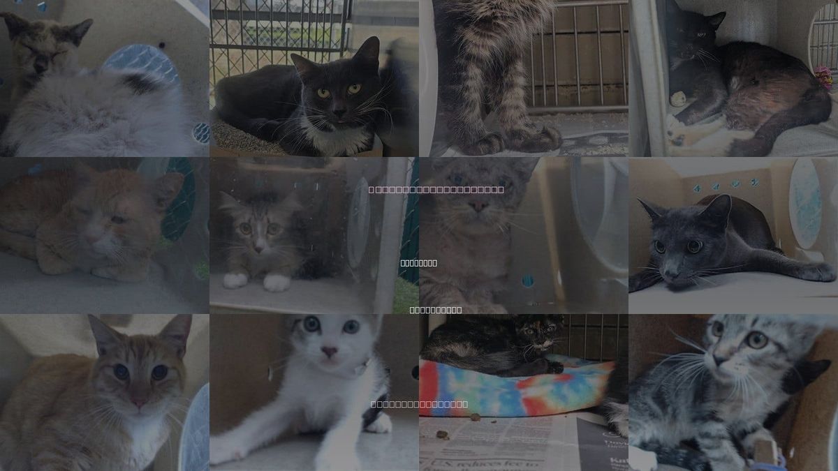 Cats for Adoption in Whittier, California