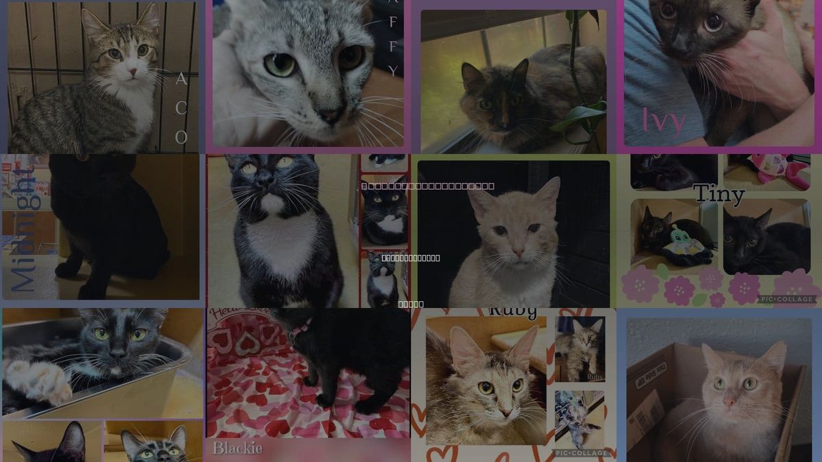 Cats for Adoption in Wichita Falls, Texas