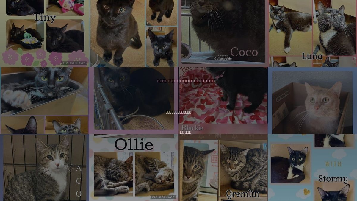 Cats for Adoption in Wichita Falls, Texas