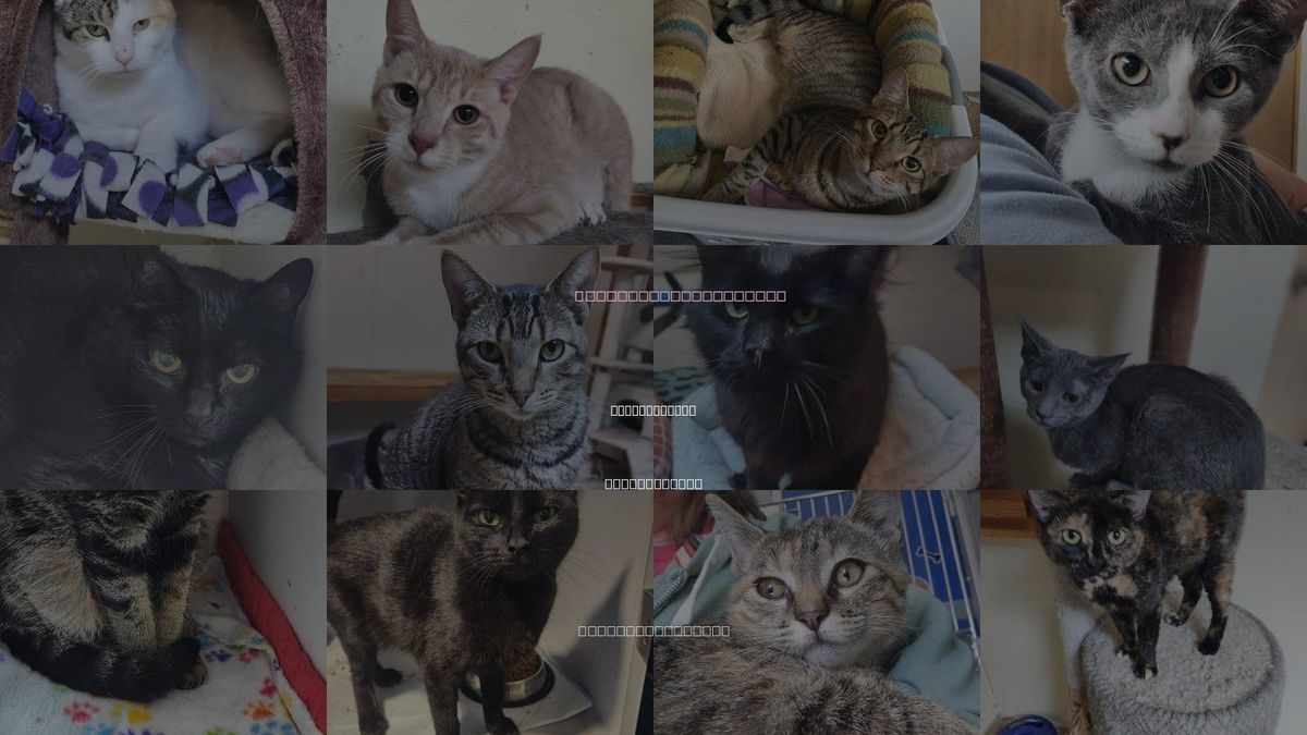 Cats for Adoption in Wilkes-Barre, Pennsylvania