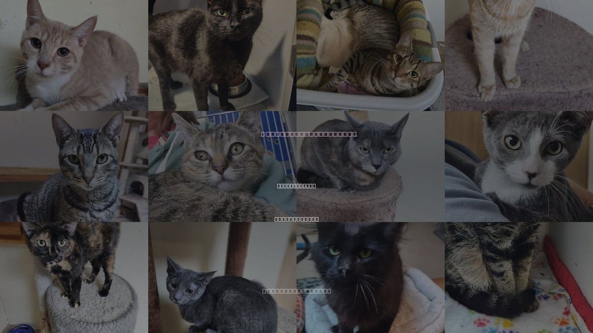 Cats for Adoption in Wilkes-Barre, Pennsylvania
