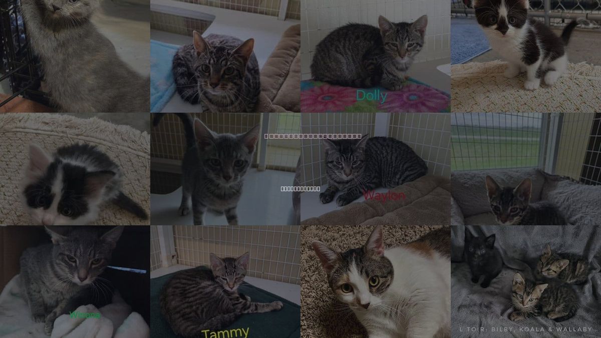Cats for Adoption in Williamsburg, Iowa