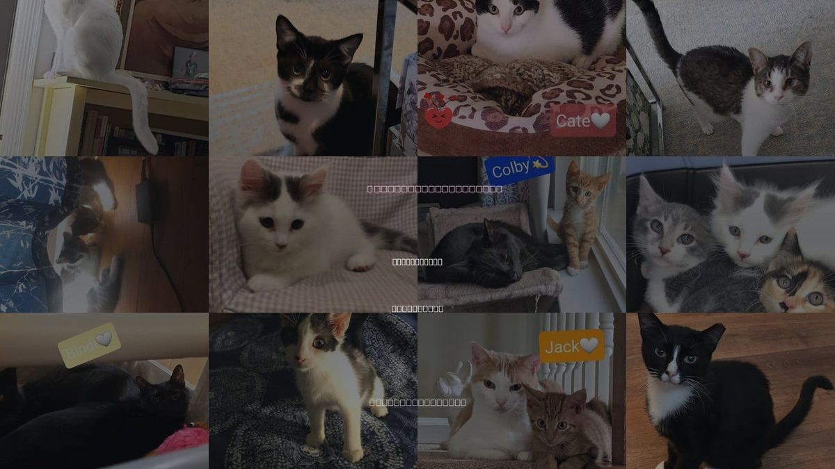Cats for Adoption in Willingboro, New Jersey
