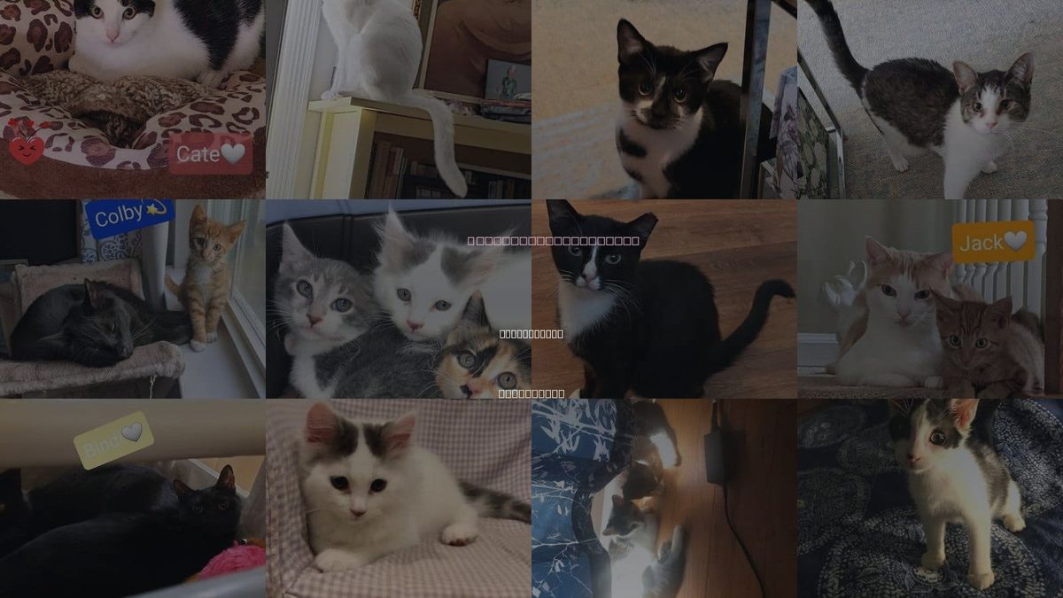 Cats for Adoption in Willingboro, New Jersey