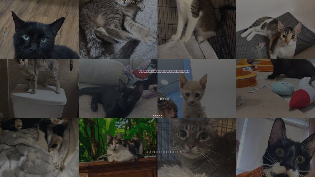 Cats for Adoption in Willis, Texas