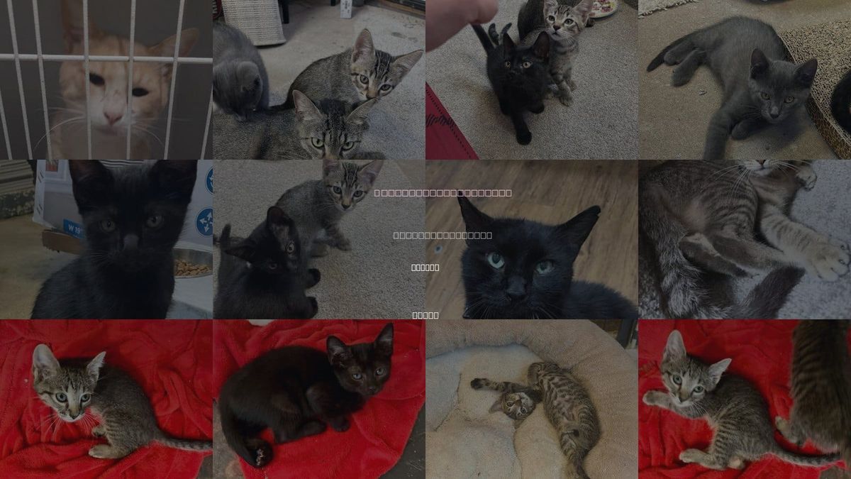 Cats for Adoption in Willis, Texas