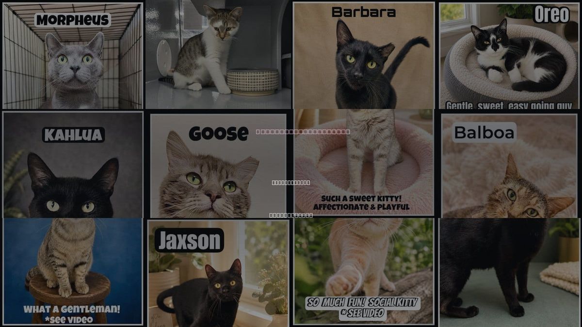 Cats for Adoption in Willow Grove, Pennsylvania