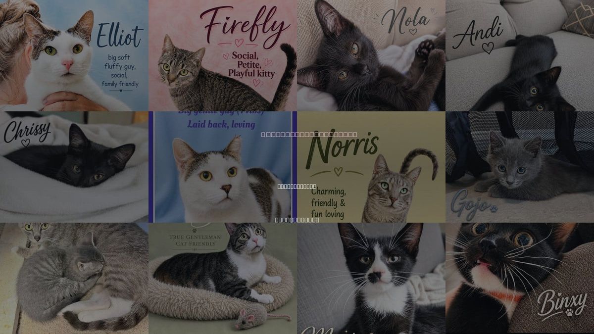 Cats for Adoption in Willow Grove, Pennsylvania